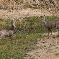 Caza ilex ambiental zamora