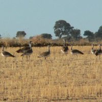 Campo de Avutardas