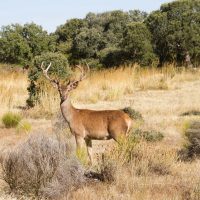 Caza ilex ambiental zamora