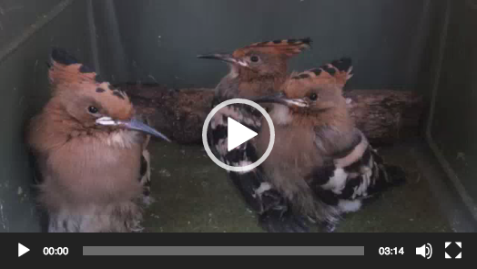 video-aves-ilex