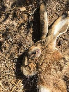 Medio Ambiente confirma que las dos primeras liebres analizadas dan positivo a la Mixomatosis