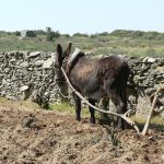 Agropecuaria Ilex Ambiental