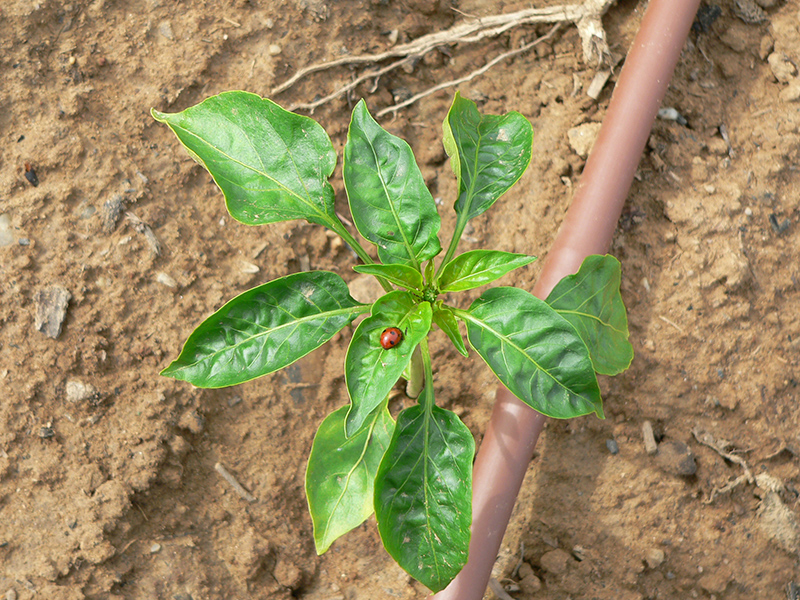 Agricultura ecológica Zamora