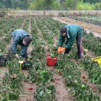 Huerta Agricultura ecológica Zamora