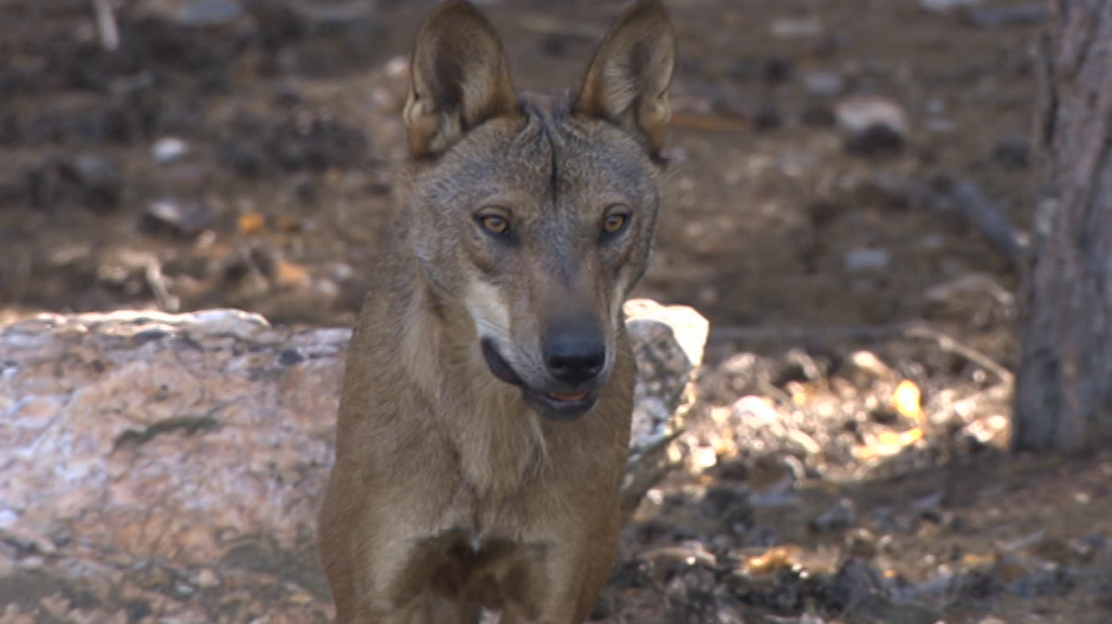 lobo-escarabajo-verde-rtve