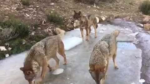 centro-lobo-robledo-hielo