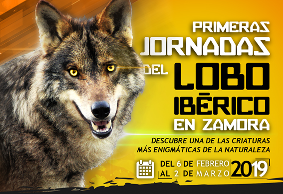 jornada-lobo-iberico-zamora