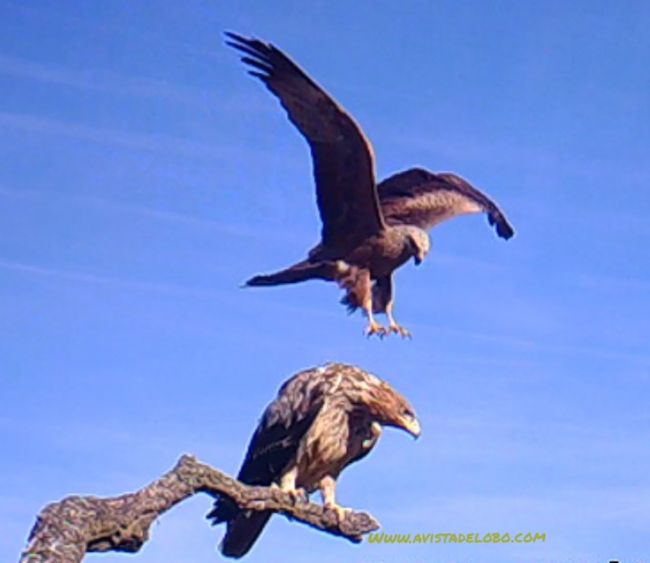 aguila-imperial-zamora