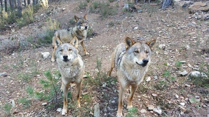 zamora-centro-lobo-iberico-1-696x392