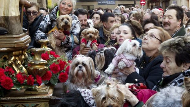 san-anton-patron-animales