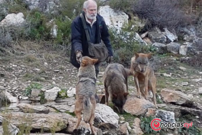 centro-lobo-iberico-sanabria-zamora