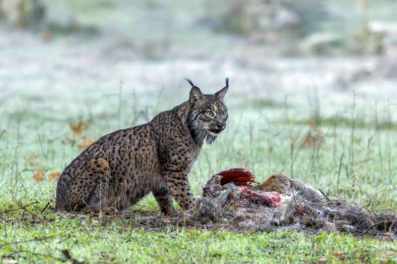 dehesa-lince-iberico-documental