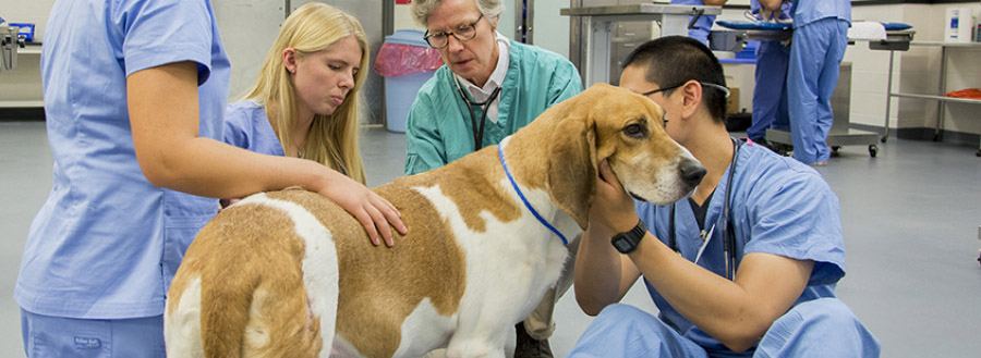 tranquilidad-veterinario-mascota-coronavirus