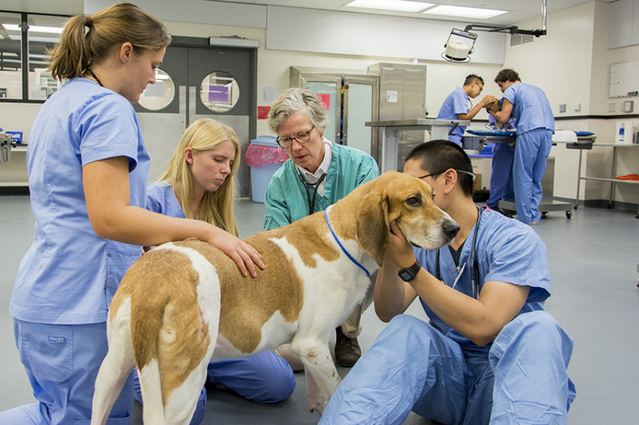 tranquilidad-veterinario-mascota-coronavirus