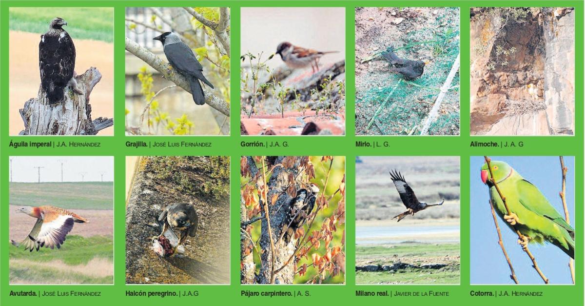 aves-pajaro-zamora