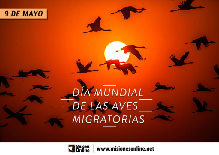 9-de-mayo-día-mundial-de-las-aves-migratorias-730x517
