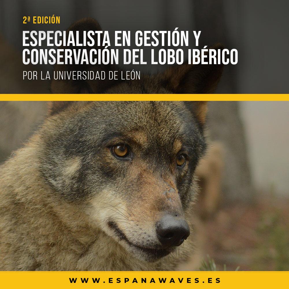 especialista gesticon conservacion lobo iberico