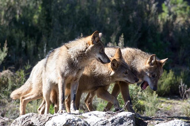 Curso de Especialista en Gestión del Lobo Ibérico