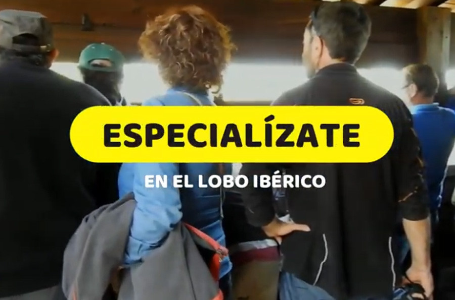 curso-lobo-iberico