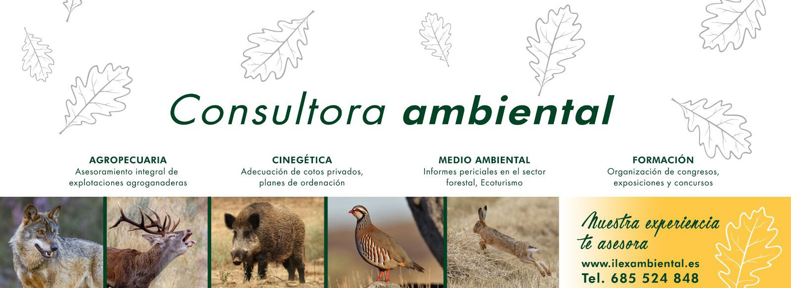 cabecera ilex ambiental