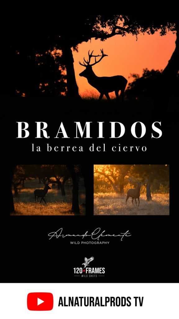 bramidos-berrea-ciervo-poster
