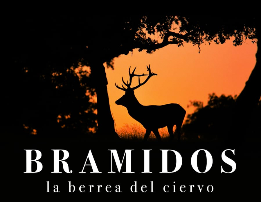 bramidos-berrea-ciervo