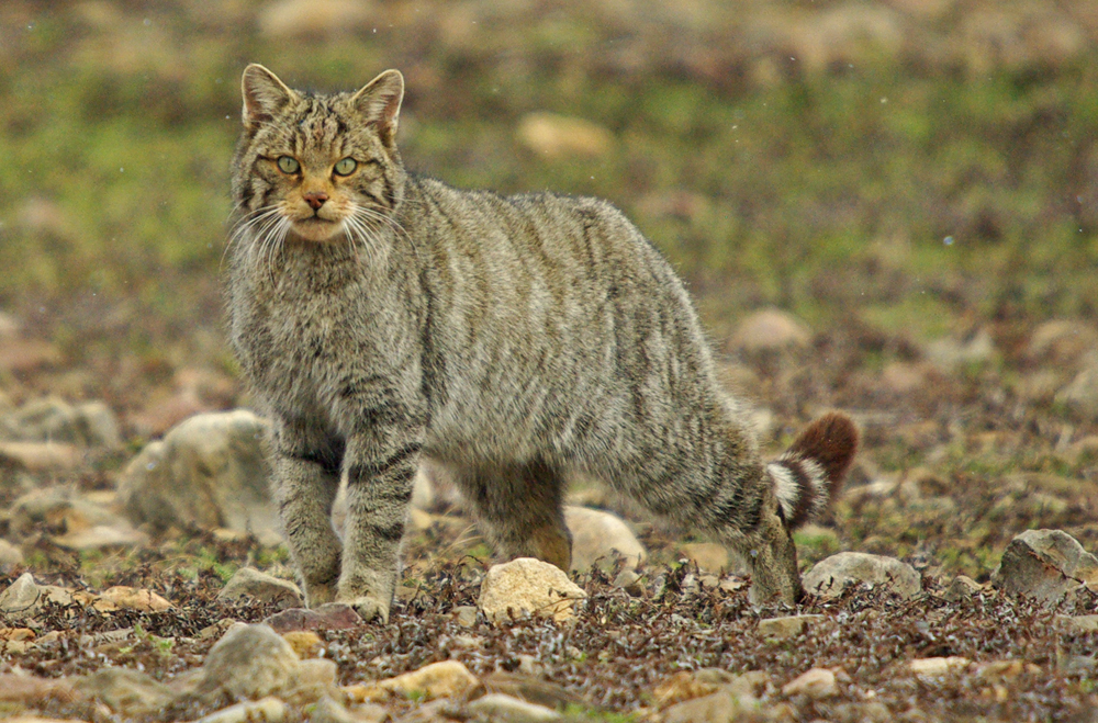 gato-montes-riaño