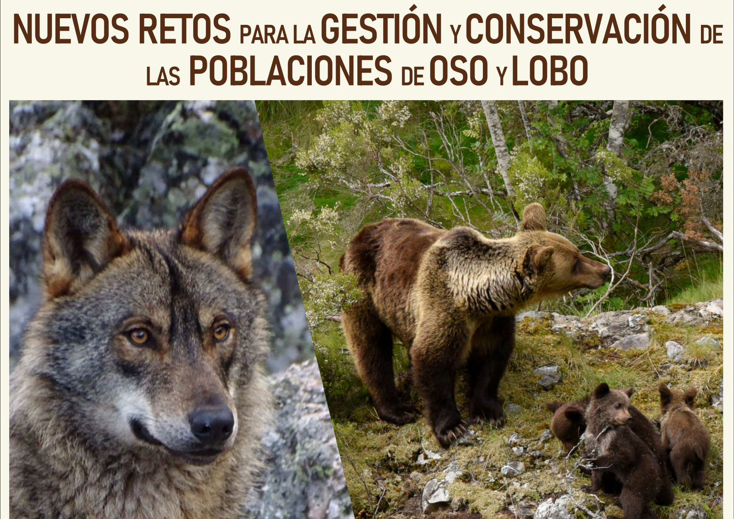 gestion y conservacion oso y lobo zamora baner