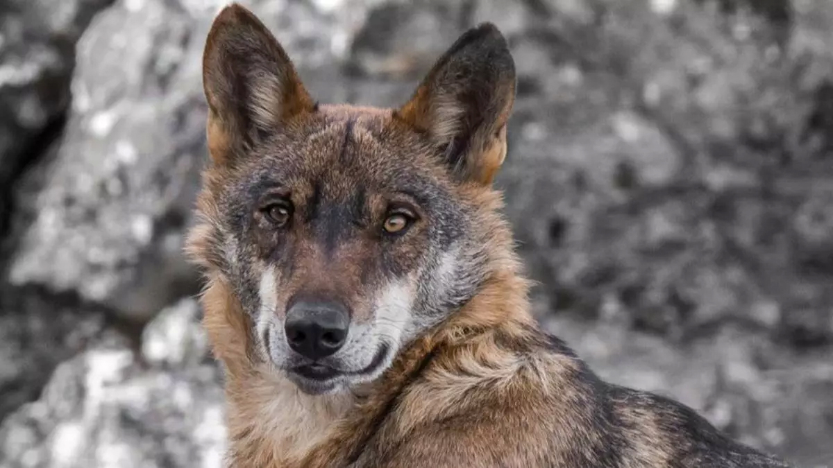 Lobo iberico sierra culebra zamora