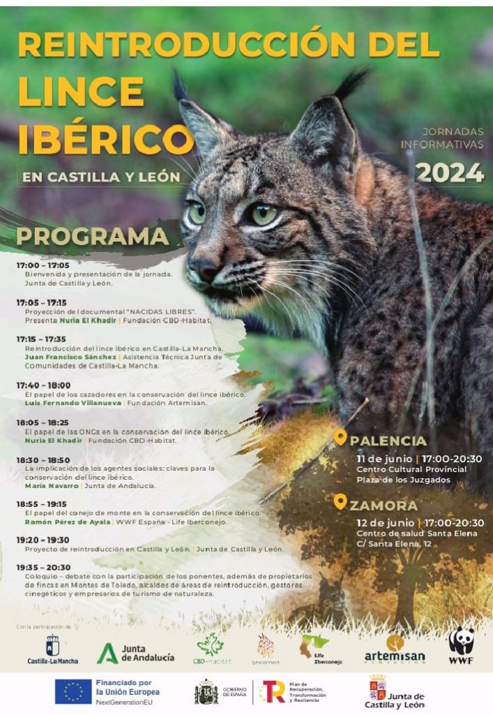 Reintroducción lince iberico zamora 2024