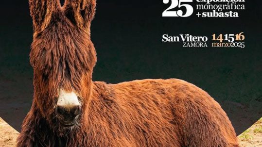 San Vitero burro zamorano-leones