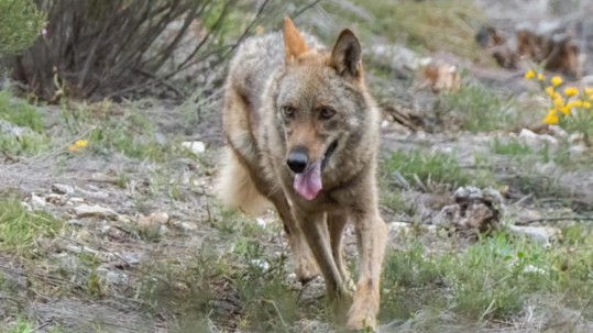 lobo caza norte duero