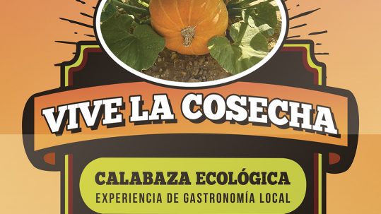Calabazas - Vive la cosecha