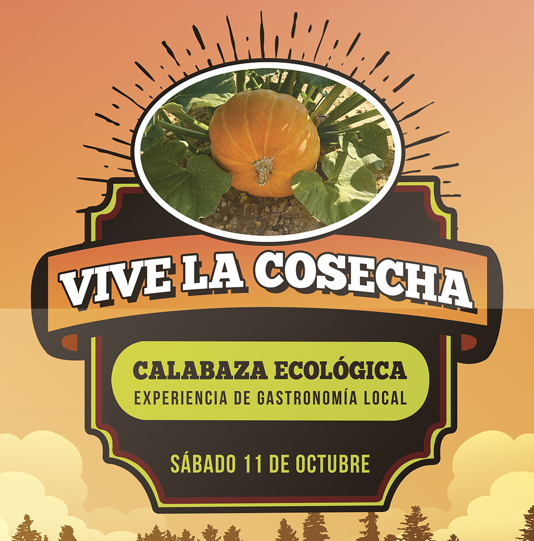 Calabazas - Vive la cosecha